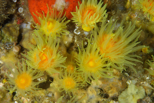 Leptopsammia pruvoti